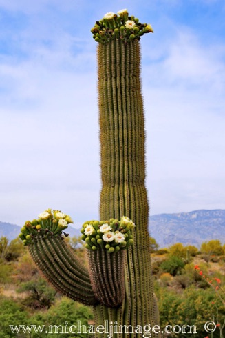 Saguaro Flowers 6
Saguaro National Park - East, Tucson, AZ Saguaro Flowers 6
Saguaro National Park - East, Tucson, AZ
